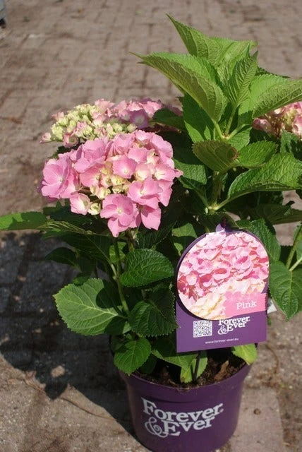 Hortensia Roze (Hydrangea 'Forever&Ever' Pink) 11 Hortensia Roze (Hydrangea 'Forever&Ever' Pink) - Afbeelding 9