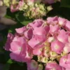 Hortensia Roze (Hydrangea 'Forever&Ever' Pink) -Aanbiedingen Bloem Land Winkel hydrangea forever ever pink 5