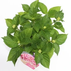 Hortensia Roze (Hydrangea 'Forever&Ever' Pink) 17 Hortensia Roze (Hydrangea 'Forever&Ever' Pink) -Aanbiedingen Bloem Land Winkel hydrangea forever ever pink boven bewerkt