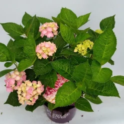 Hortensia Roze (Hydrangea 'Forever&Ever' Pink) 15 Hortensia Roze (Hydrangea 'Forever&Ever' Pink) -Aanbiedingen Bloem Land Winkel hydrangea forever ever pink hoek 17 10