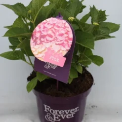 Hortensia Roze (Hydrangea 'Forever&Ever' Pink) 16 Hortensia Roze (Hydrangea 'Forever&Ever' Pink) -Aanbiedingen Bloem Land Winkel hydrangea forever ever pink voor bewerkt