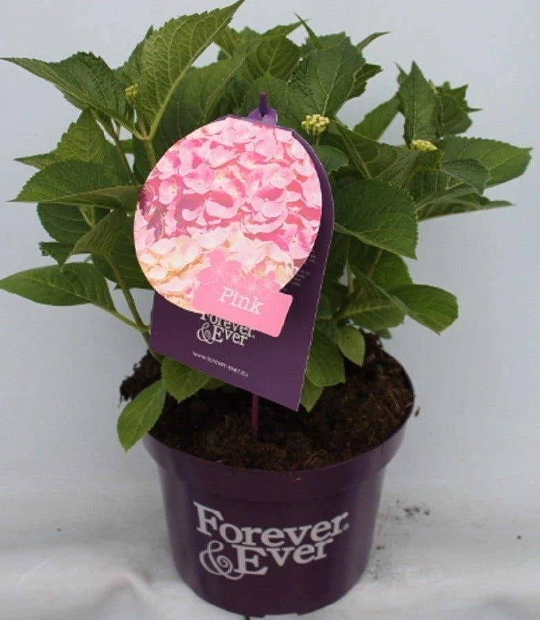 Hortensia Roze (Hydrangea 'Forever&Ever' Pink) 7 Hortensia Roze (Hydrangea 'Forever&Ever' Pink) - Afbeelding 5