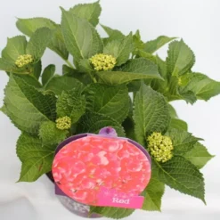 Hortensia Rood (Hydrangea 'Forever&Ever') 12 Hortensia Rood (Hydrangea 'Forever&Ever') -Aanbiedingen Bloem Land Winkel hydrangea forever ever red hoek bewerkt