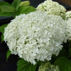 Hortensia (Hydrangea 'Strong Annabelle') -Aanbiedingen Bloem Land Winkel hydrangea incrediball bloem