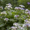 Hortensia (Hydrangea Involucrata) -Aanbiedingen Bloem Land Winkel hydrangea involucrata 1