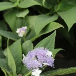 Hortensia (Hydrangea Involucrata) -Aanbiedingen Bloem Land Winkel hydrangea involucrata 3