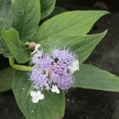 Hortensia (Hydrangea Involucrata) -Aanbiedingen Bloem Land Winkel hydrangea involucrata 4