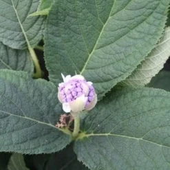 Hortensia (Hydrangea Involucrata) -Aanbiedingen Bloem Land Winkel hydrangea involucrata 5