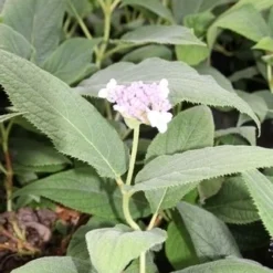 Hortensia (Hydrangea Involucrata) -Aanbiedingen Bloem Land Winkel hydrangea involucrata 2