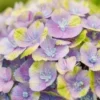 Hortensia (Hydrangea 'Magical Jewel Blue') -Aanbiedingen Bloem Land Winkel hydrangea macr magical amethyst blue kopie