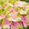 Hortensia (Hydrangea 'Magical Jewel Pink') -Aanbiedingen Bloem Land Winkel hydrangea macr magical amethyst pink kopie