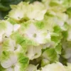 Hortensia (Hydrangea Magical Noblesse) 1 Hortensia (Hydrangea Magical Noblesse) -Aanbiedingen Bloem Land Winkel hydrangea macr magical noblesse kopie