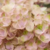 Hortensia (Hydrangea Magical Revolution Pink) -Aanbiedingen Bloem Land Winkel hydrangea macr magical revolution pink