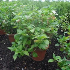 Hortensia (Hydrangea Macrophylla 'Soeur Therese') -Aanbiedingen Bloem Land Winkel hydrangea macrophylla soeur therese c50