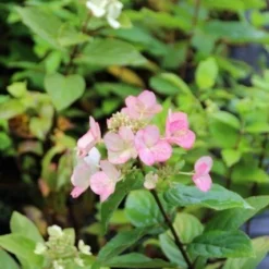 Pluimhortensia (Hydrangea Paniculata 'Dart's Little Dot') -Aanbiedingen Bloem Land Winkel hydrangea pan. dart s little dot 1