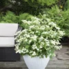 Hortensia (Hydrangea 'Prim White') 1 Hortensia (Hydrangea 'Prim White') -Aanbiedingen Bloem Land Winkel hydrangea pan. prim white