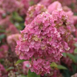 Pluimhortensia (Hydrangea Paniculata 'Sundae Fraise') -Aanbiedingen Bloem Land Winkel hydrangea pan sundae fraise 2 2.5 frank elst