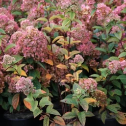 Pluimhortensia (Hydrangea Paniculata 'Sundae Fraise') -Aanbiedingen Bloem Land Winkel hydrangea pan sundae fraise 3 2.5 frank elst