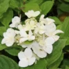 Pluimhortensia (Hydrangea Paniculata 'Dart's Little Dot') -Aanbiedingen Bloem Land Winkel hydrangea paniculata darts little dot 1