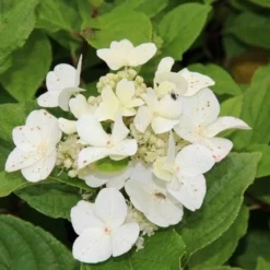 Pluimhortensia (Hydrangea Paniculata 'Dart's Little Dot')