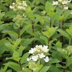 Pluimhortensia (Hydrangea Paniculata 'Dart's Little Dot') -Aanbiedingen Bloem Land Winkel hydrangea paniculata darts little dot 2
