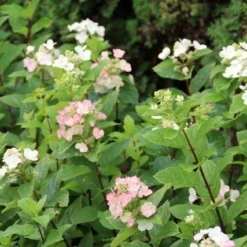 Pluimhortensia (Hydrangea Paniculata 'Dart's Little Dot') -Aanbiedingen Bloem Land Winkel hydrangea paniculata darts little dot 3