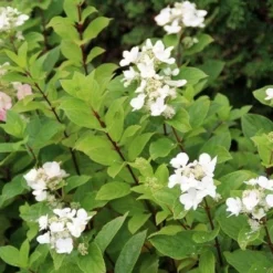 Pluimhortensia (Hydrangea Paniculata 'Dart's Little Dot') -Aanbiedingen Bloem Land Winkel hydrangea paniculata darts little dot 4