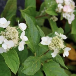Pluimhortensia (Hydrangea Paniculata 'Dart's Little Dot') -Aanbiedingen Bloem Land Winkel hydrangea paniculata darts little dot 5