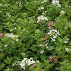 Pluimhortensia (Hydrangea Paniculata 'Dart's Little Dot') -Aanbiedingen Bloem Land Winkel hydrangea paniculata darts little dot 7