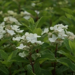Pluimhortensia (Hydrangea Paniculata 'Dart's Little Dot') -Aanbiedingen Bloem Land Winkel hydrangea paniculata darts little dot 8