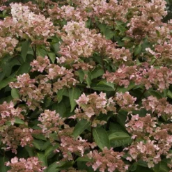 Aanbiedingen Bloem Land Winkel -Aanbiedingen Bloem Land Winkel hydrangea paniculata dharuma