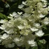 Pluimhortensia (Hydrangea Paniculata 'Dharuma') -Aanbiedingen Bloem Land Winkel hydrangea paniculata dharuma 2