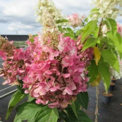 Pluimhortensia Op Stam (Hydrangea Paniculata 'Pinky Winky') 7 Pluimhortensia Op Stam (Hydrangea Paniculata 'Pinky Winky') -Aanbiedingen Bloem Land Winkel hydrangea paniculata pinky winky 2 1 1