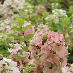 Pluimhortensia (Hydrangea Paniculata 'Unique') 15 Pluimhortensia (Hydrangea Paniculata 'Unique') -Aanbiedingen Bloem Land Winkel hydrangea paniculata unique 1