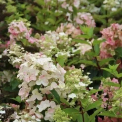 Pluimhortensia (Hydrangea Paniculata 'Unique') 17 Pluimhortensia (Hydrangea Paniculata 'Unique') -Aanbiedingen Bloem Land Winkel hydrangea paniculata unique 3