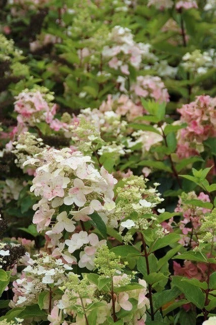 Pluimhortensia (Hydrangea Paniculata 'Unique') 10 Pluimhortensia (Hydrangea Paniculata 'Unique') - Afbeelding 8