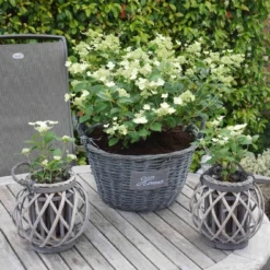 Hortensia (Hydrangea 'Prim White') -Aanbiedingen Bloem Land Winkel hydrangea prim white 01