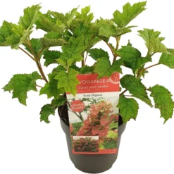 Eikenbladhortensia (Hydrangea Quercifolia 'Ruby Slippers') -Aanbiedingen Bloem Land Winkel hydrangea que. ruby slippers c3
