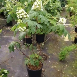 Eikenbladhortensia (Hydrangea Quercifolia) -Aanbiedingen Bloem Land Winkel hydrangea quercifolia