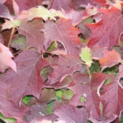Eikenbladhortensia (Hydrangea Quercifolia) -Aanbiedingen Bloem Land Winkel hydrangea quercifolia 1