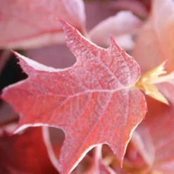 Eikenbladhortensia (Hydrangea Quercifolia) -Aanbiedingen Bloem Land Winkel hydrangea quercifolia 2
