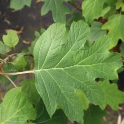 Eikenbladhortensia (Hydrangea Quercifolia) -Aanbiedingen Bloem Land Winkel hydrangea quercifolia 4