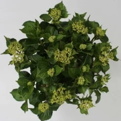 Hortensia Red Reggae (Hydrangea 'Music Collection') -Aanbiedingen Bloem Land Winkel hydrangea red reggae c5 4