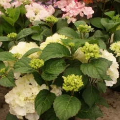 Hortensia (Hydrangea Macrophylla 'Schneeball') -Aanbiedingen Bloem Land Winkel hydrangea schneeball 1