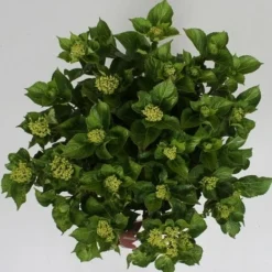 Hortensia Soft Pink Salsa (Hydrangea 'Music Collection') -Aanbiedingen Bloem Land Winkel hydrangea soft pink salsa c5 4