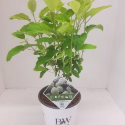 Hortensia (Hydrangea 'Strong Annabelle') -Aanbiedingen Bloem Land Winkel hydrangea strong annabel