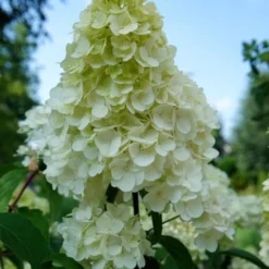Pluimhortensia (Hydrangea Paniculata 'Sundae Fraise') -Aanbiedingen Bloem Land Winkel hydrangea sundae fraise 01