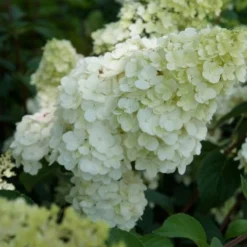 Pluimhortensia (Hydrangea Paniculata 'Sundae Fraise') -Aanbiedingen Bloem Land Winkel hydrangea sundae fraise 02