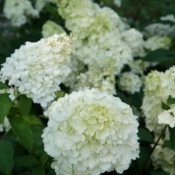Pluimhortensia (Hydrangea Paniculata 'Sundae Fraise') -Aanbiedingen Bloem Land Winkel hydrangea sundae fraise 03