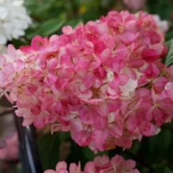 Pluimhortensia (Hydrangea Paniculata 'Sundae Fraise') -Aanbiedingen Bloem Land Winkel hydrangea sundae fraise 03 middel